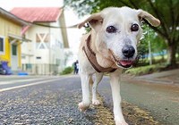 「ピョコピョコ」と耳を動かしながら歩きます