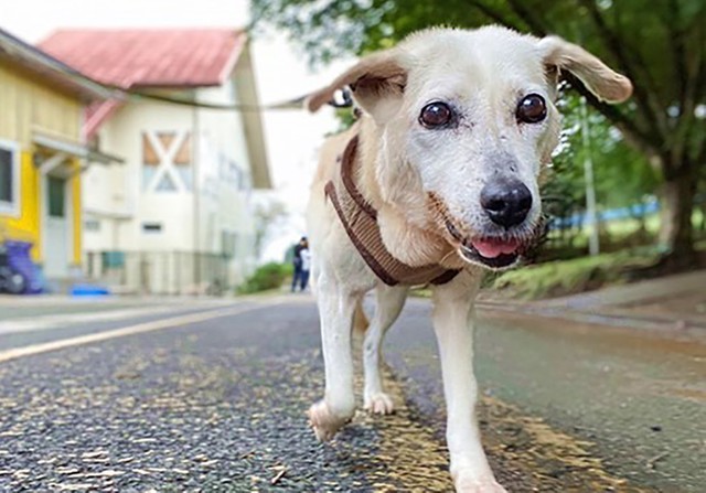 「ピョコピョコ」と耳を動かしながら歩きます
