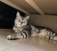 2日目、ベッドの下にこもったまま＝アメショのしおちゃんさん（@shio_amesho）提供