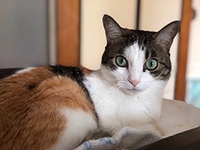 カギしっぽの美しい三毛猫ヨーコ　家族に幸せをくれる保護猫