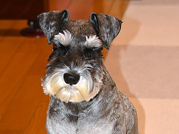 受験生の２人の娘をいやしてくれる愛犬「アッシュ」