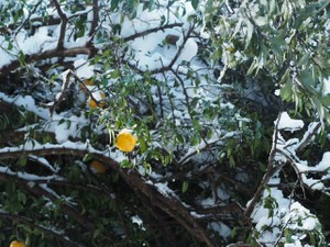 はないちもんめ