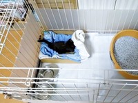 保護当時、母屋で隔離生活が始まったキキさん（画像提供：三田尻さん）