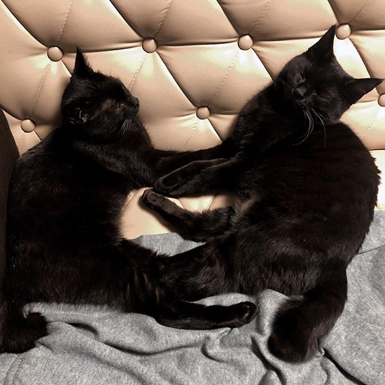 寝る時は姉妹で一緒にソファで。カノコとミクリは赤ちゃんの時にイガグリみたいな不思議な毛色だったので「和菓子のような感じで鹿乃子と実栗」とボランティアさんが付けたのを引き継いだそう（耕太さん提供）