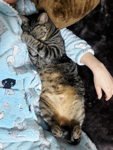 最後に一句「我が猫は　お顔隠してへそ隠さず　ｂｙはっぴーママ」