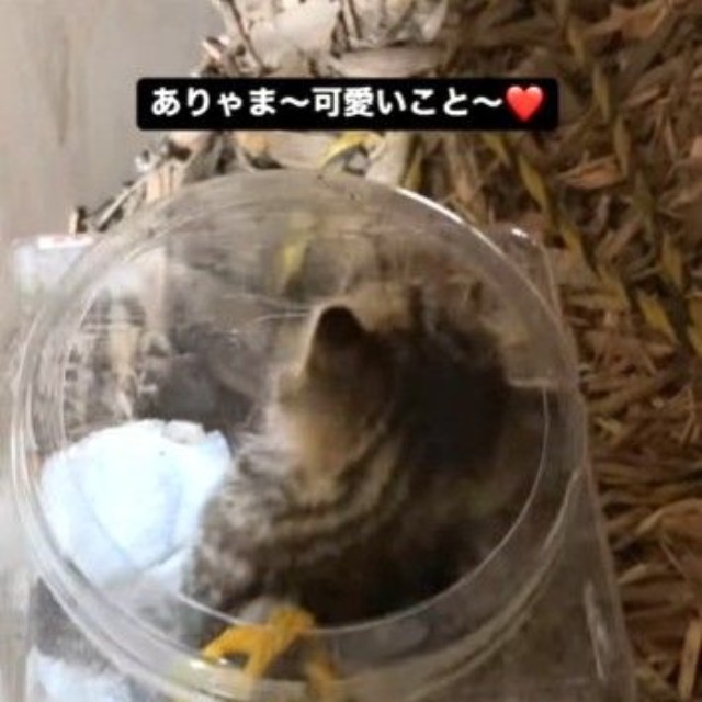 無事に救出！（佐々木 幸一さん提供、Instagramよりキャプチャ撮影）