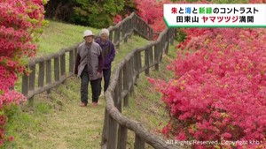 ヤマツツジが見頃　宮城県の気仙沼市と南三陸町にまたがる田束山