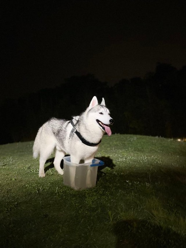 「闇夜に浮かぶバケツ足」というひと言とともにツイートされた写真 画像提供：サファイア王子シベリアンハスキーさん