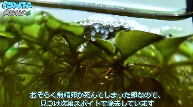 白くなった卵は除去／投稿主さん提供