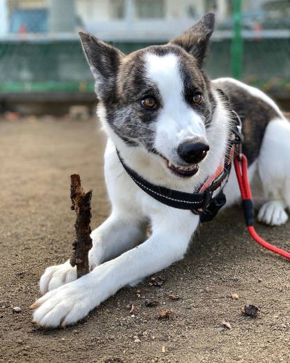 ミックス犬「はるちゃん」。枝に夢中でニヒヒ～と笑ってる風。