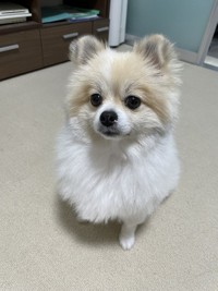 こんなに大きくなりました（画像提供：ちくわ△(ポメ)さん）