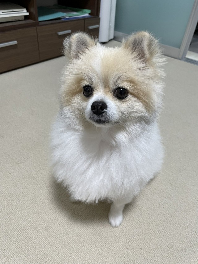 こんなに大きくなりました（画像提供：ちくわ△(ポメ)さん）