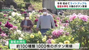 宮城・岩沼市　金蛇水神社で１０００株のボタン見頃