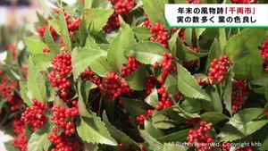 正月の縁起物センリョウの競り　仙台市中央卸売市場