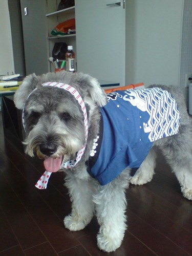 「ハッピーにはっぴを買う」と、ずっと言っていた睦深さんのお父様。そのお父様が買ったはっぴをハッピーくんが着ました。はっぴはサイズがちょっと小さかったかも？（睦深さん提供）