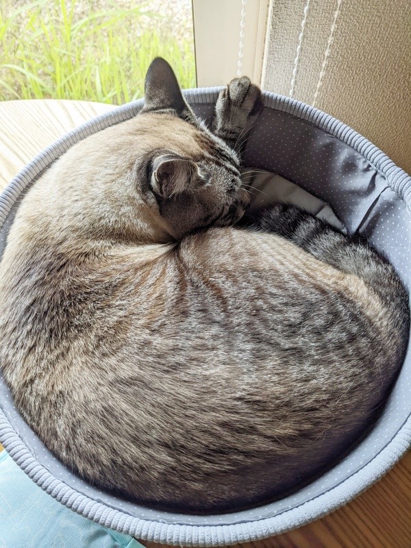 2歳になったしらすくん。被毛の色合いが濃くなりました（画像提供：千晶さん）