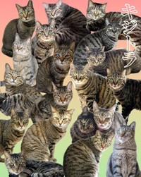 神奈川県動物愛護センターで保護される猫の約2割がキジトラ（神奈川県動物愛護センター提供）