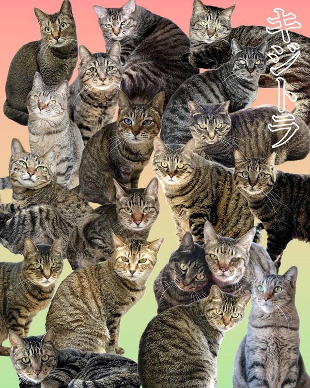 神奈川県動物愛護センターで保護される猫の約2割がキジトラ（神奈川県動物愛護センター提供）