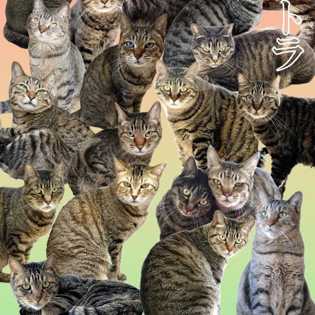 神奈川県動物愛護センターで保護される猫の約2割がキジトラ（神奈川県動物愛護センター提供）