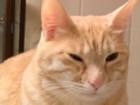 愛猫「きなこ」が元気ない！　おしっこの異変に気づき病院へ