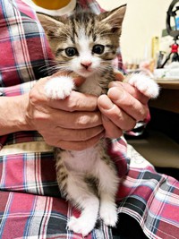 命の危機があるほど衰弱していたチャームくん（画像提供：みぃ～みぃ～ちゃんとジャミラズさん）