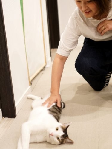 撫でて～と転がって甘えるまるもんた