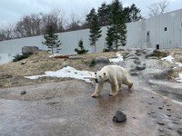 オスの「ライト」は和歌山アドベンチャーワールド生まれ。鹿児島市平川動物公園で２年、現在は札幌市円山動物園で繁殖を目指しています＝札幌市円山動物園提供