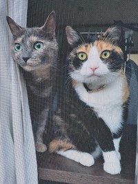 窓の外に何かを発見！？  食い入るように見つめる（左から）にびちゃん、たびちゃん（画像提供：にびたびさん）