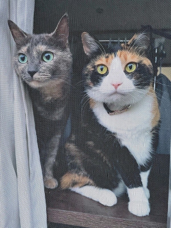 窓の外に何かを発見！？  食い入るように見つめる（左から）にびちゃん、たびちゃん（画像提供：にびたびさん）