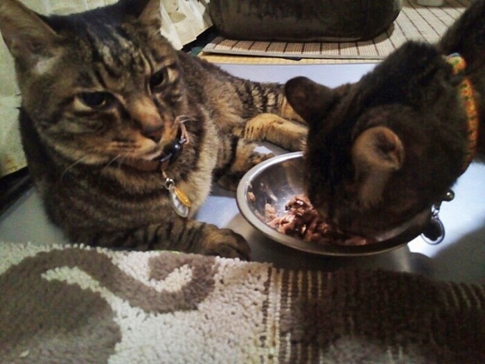 マロコに大好きな餌を取られても、譲ってあげる優しいグル（チィパッパさん提供）
