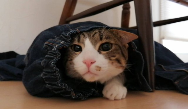 脱ぎ捨てたジーンズに入っちゃった