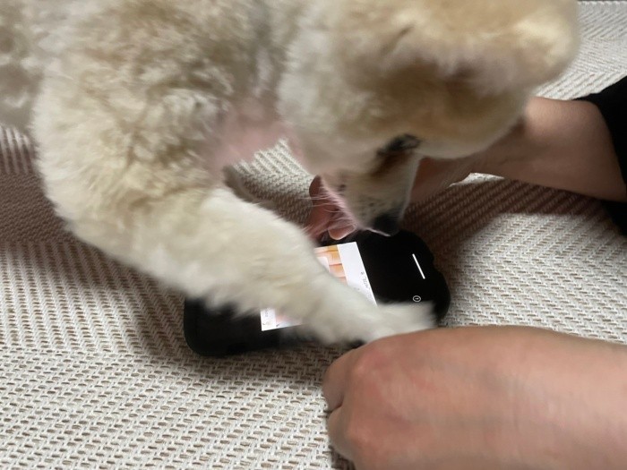 HISAYANさんがスマホを触っていると、かまってほしくて邪魔しにくる（HISAYANさん提供）