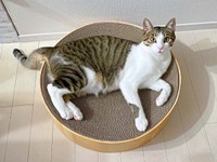 爪研ぎボウルに入ってくつろぐ杏忍くん（画像提供：杏忍さん）