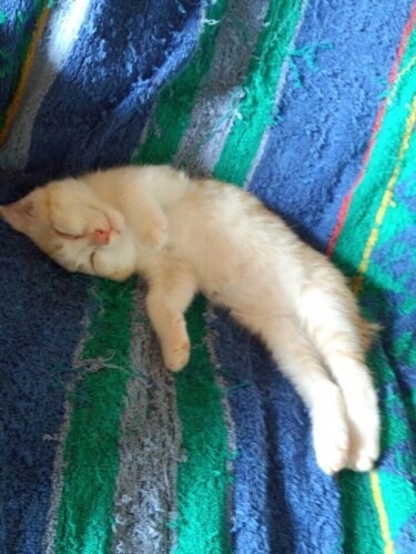 家にきたころの「ゆず」