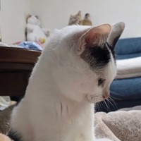 「膝神様」こと、こもちゃん（提供：ちぼさん）※一部トリミング