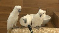 親子で動物園のアイドルを目指す
