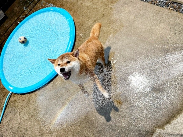 まろんちゃんが水遊び中、虹が現れました（画像提供：シヴァイヌ まろんさん）