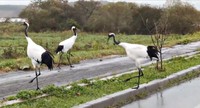 車を避けて脇道へ移動する鶴（画像提供：マルピギアさん）