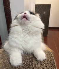 犯猫じゃないニャ～！