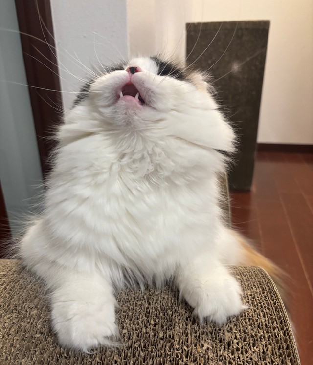 犯猫じゃないニャ～！