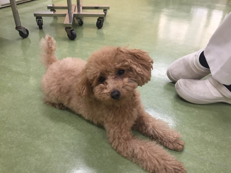 ドッグセラピーの実習にも行けるほど、人が好きな性格だ（波戸さん提供）