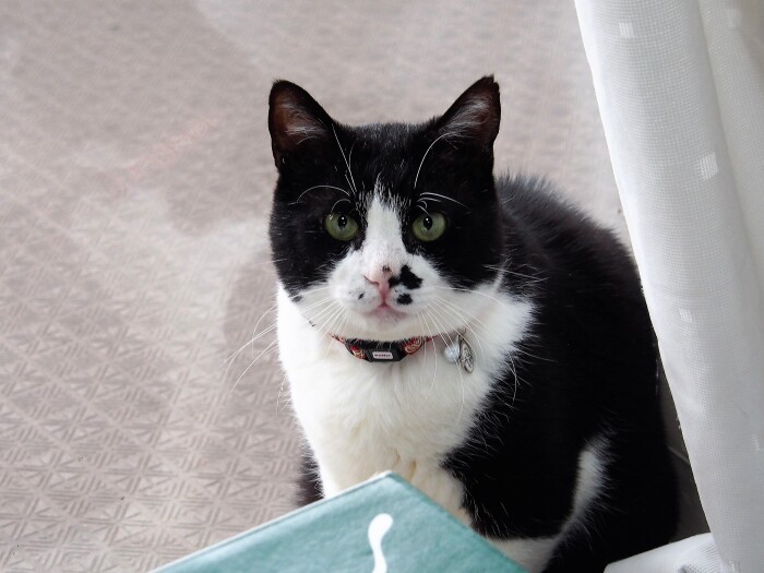 推定年齢2～3歳のあどけなさも