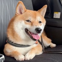 にこにこ笑顔のようこちゃん（画像提供：シバシバお豆さん）
