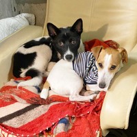 一緒に仲良くくつろぐ（左から）さぬきちゃんと先住犬の福太くん（画像提供：バーバラ村田さん）