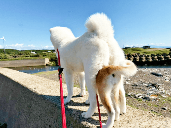 2匹のわんこが一体化！？ 姫ちゃんの背後から縁ちゃんがイン！（画像提供：姫ちゃん縁ちゃん）