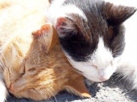 普通名詞「猫」から個別の誰かに　見え方が変わると世界は輝く