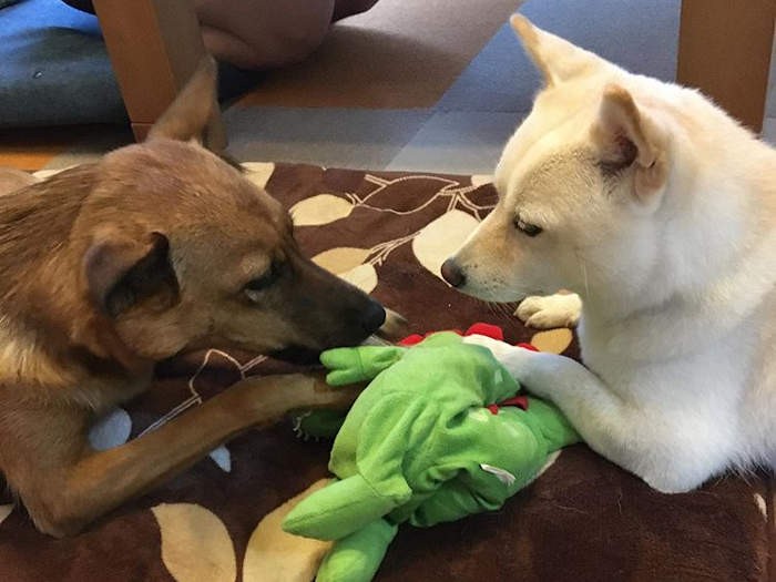 お互いに相手のものを取ったりせず、ちゃんと順番を守るそう（玉越さん提供）