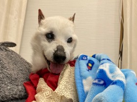 もうすぐ20歳を迎える柴犬ハルくん　長寿の秘訣は工夫満載の介護ライフにあり！