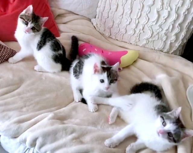 本当に保護猫？」社交的すぎる子猫に先住猫が困惑！…1カ月の