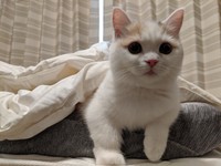 しらすちゃんにひと目ぼれした飼い主さんは、ブリーダーさんのところからおうちにしらすちゃんを迎えたという（提供写真）